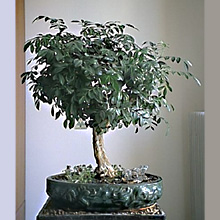 MURRAYA